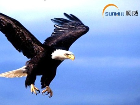 “雏鹰计划”韦德1946股份2015年校园招聘启动